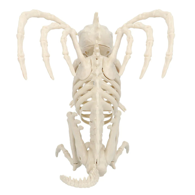 Halloween Skelet Gargoyle 34cm