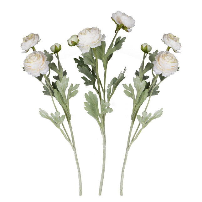 Droogbloemen Rancula Stems 45cm 3st