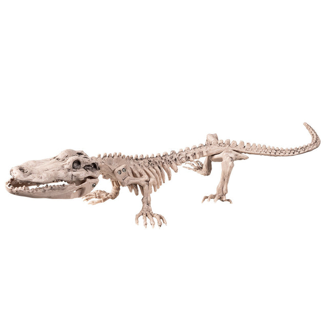 Halloween Krokodil Skelet 50cm