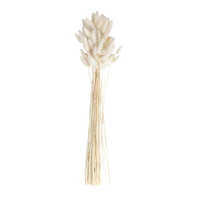 Beige Droogbloemen 65cm 20st